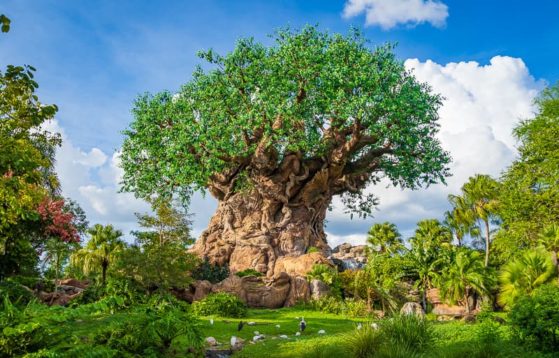 Disneyworld in Orlando, photo 4 of 8